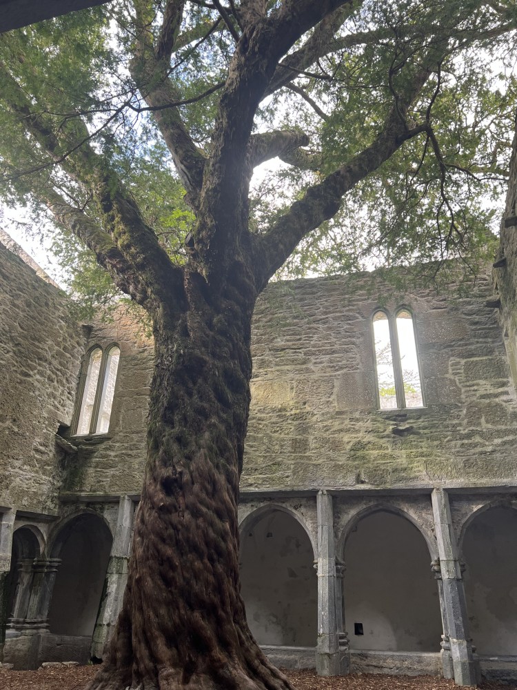 This Yew tree is said to be at least 400 years old and possibly 800 or more. It is in the Abbey courtyard.